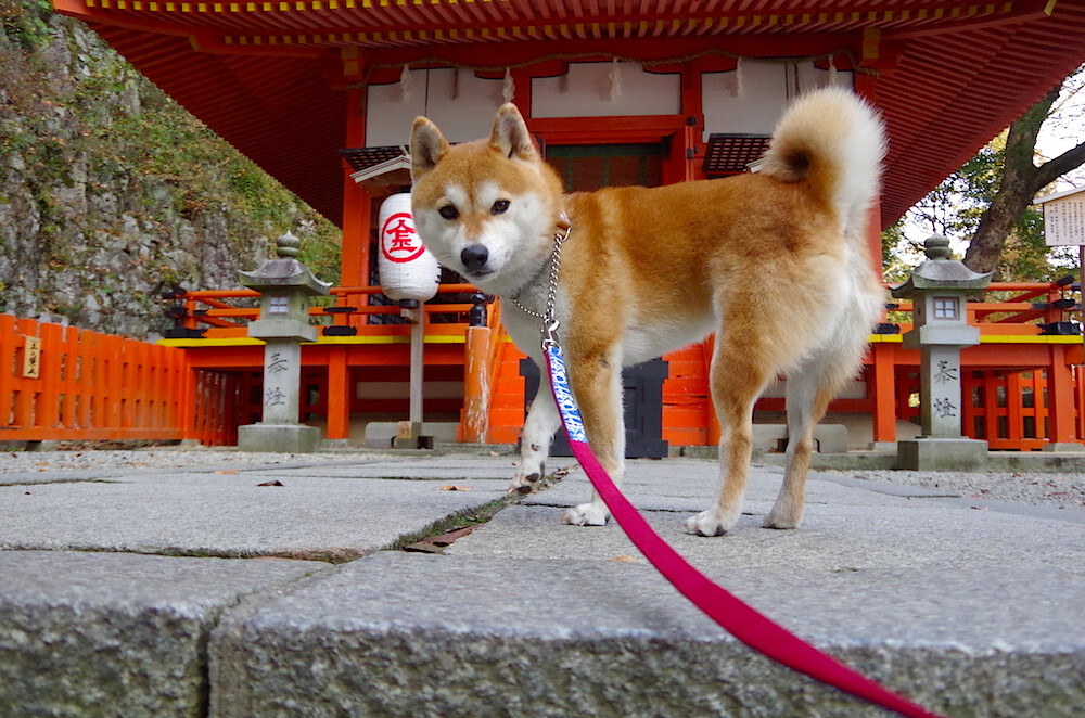 街道赛的轰鸣与篮球的炙热，利拉德状态火热的跨界之夜