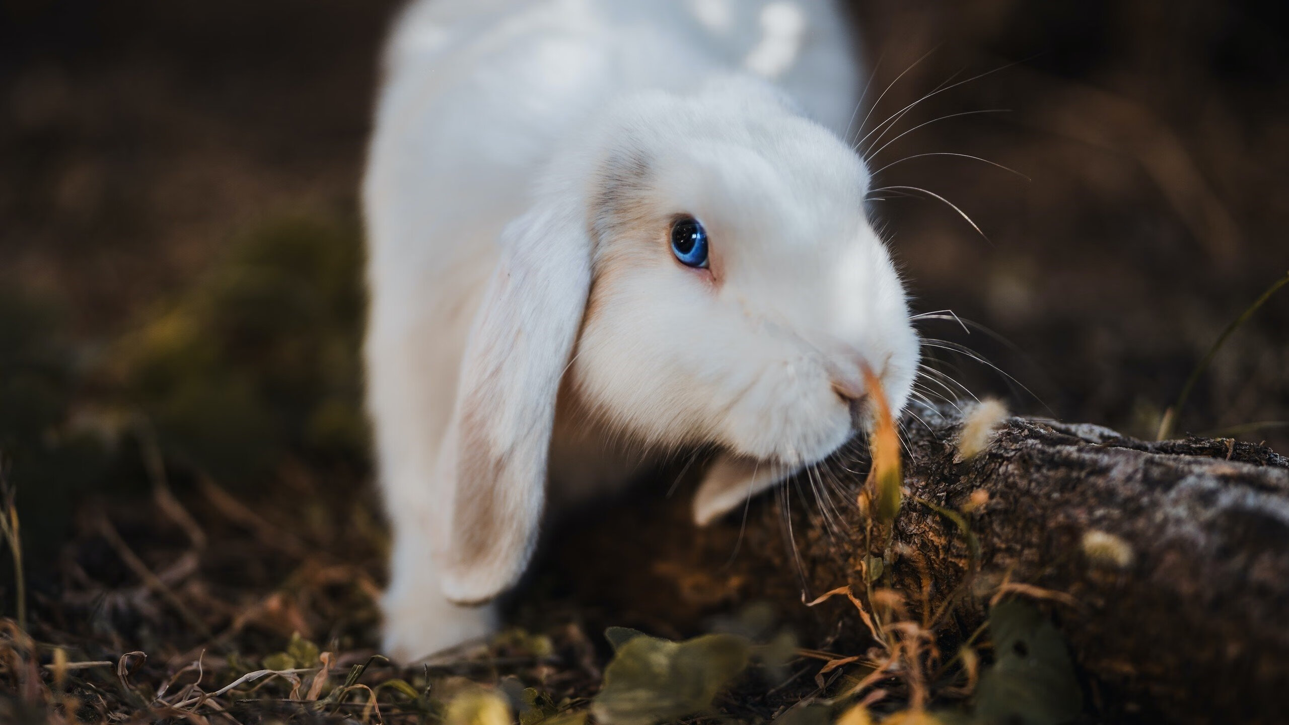 开云体育app-阿克双响炮引爆陶瓷球场，比利亚雷亚尔连续得分强势压制伊朗劲旅